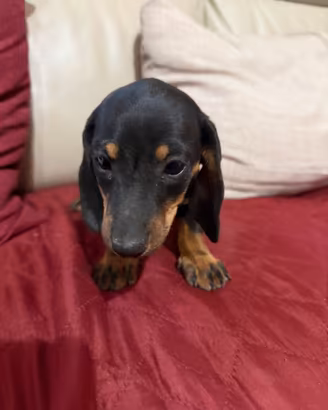 Cucciolo di bassotto