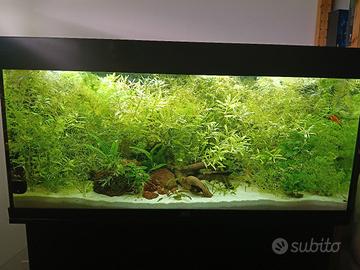 piante e lumache per acquario tropicale 