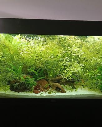 piante e lumache per acquario tropicale 