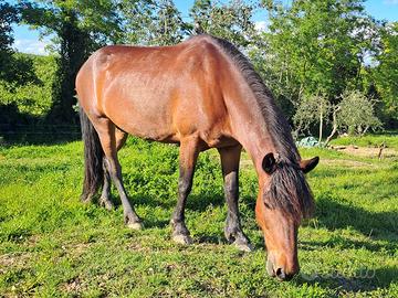 Cavalla tolfetana × bardigiano