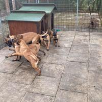 Pastore Belga Malinois