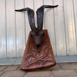 Teschio di stambecco