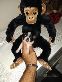Chihuahua Toy maschietti mini