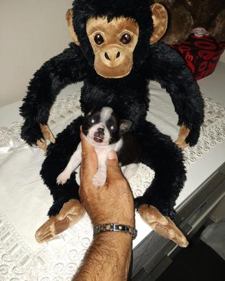 Chihuahua Toy maschietti mini