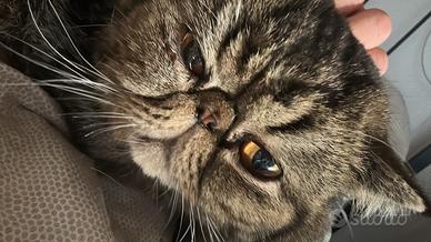 EXOTIC shorthair con pedigree per monta