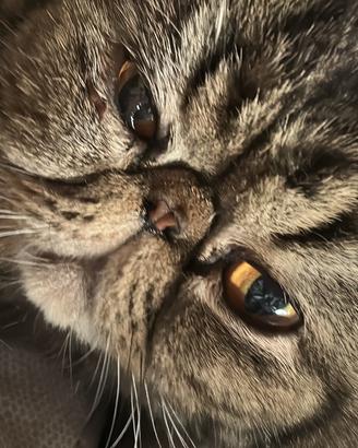EXOTIC shorthair con pedigree per monta
