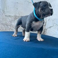 American bully