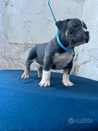 American bully