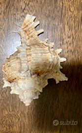 Conchiglia genere murice ramoso