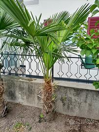 palme 