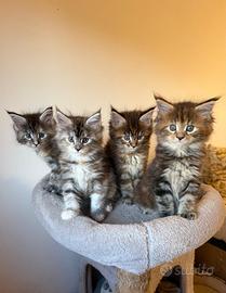 Gattini Maine Coon