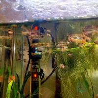 Guppy - poecilia Reticulata