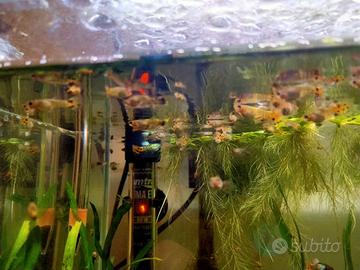 Guppy - poecilia Reticulata