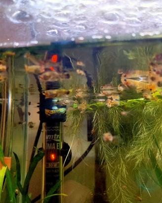 Guppy - poecilia Reticulata