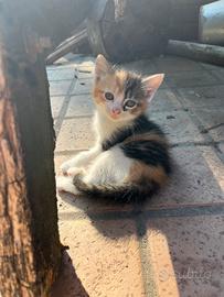 Tre gattini di due mesi