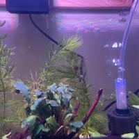 Lumache Planorbellae