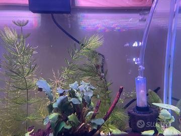 Lumache Planorbellae