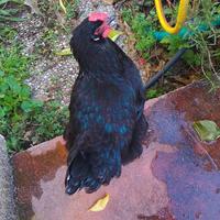 Galline razza marans e olive egger