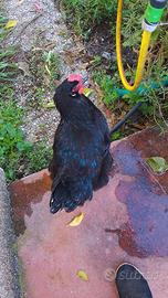 Galline razza marans e olive egger