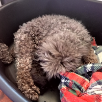 Cucciolata barboncino nano marrone