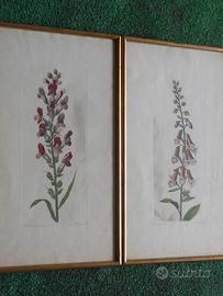 Antica Stampa botanica misura grande lotto di 2