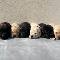 Cuccioli di Labrador Retriever