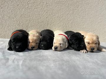 Cuccioli di Labrador Retriever