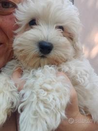 cucciolo Maltipoo