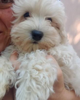 cucciolo Maltipoo