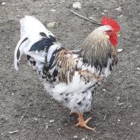 Galli "Skånsk blommehöna" / millefiori