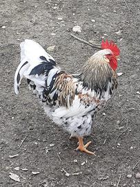 Galli "Skånsk blommehöna" / millefiori