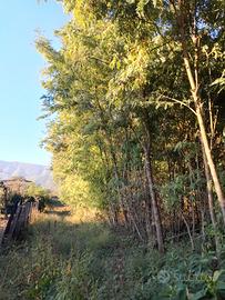Terreno di 5700 mq con piantagione di robinia
