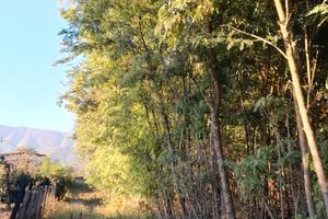 Terreno di 5700 mq con piantagione di robinia