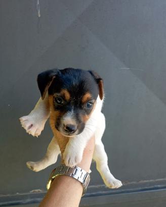 Jack Russell