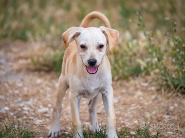 Cucciolo maschio due mesi 