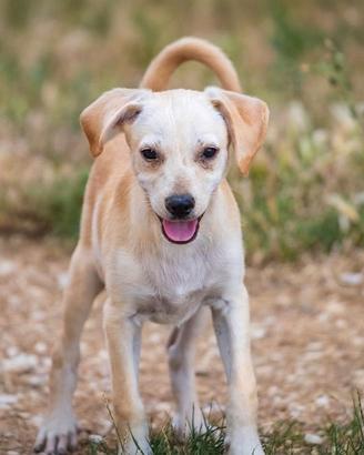 Cucciolo maschio due mesi 