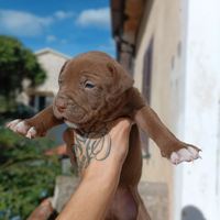 Ultimi cuccioli PITBULL