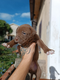 Ultimi cuccioli PITBULL