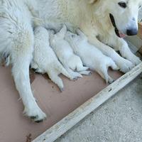 Cuccioli di maremmano