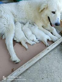 Cuccioli di maremmano
