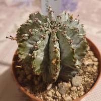 Euphorbia horrida 