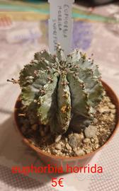 Euphorbia horrida 