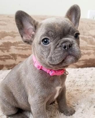 BULLDOG FRANCESE BLU puppy- FRENCH BOULEDOGUE blue