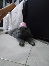 Vendita coniglio nano