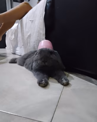 Vendita coniglio nano