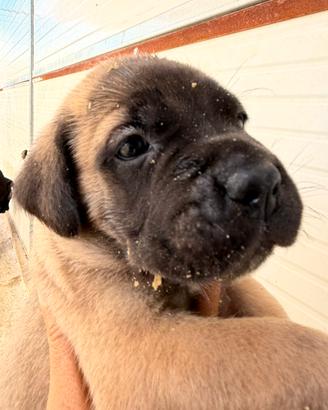Cuccioli cane corso
