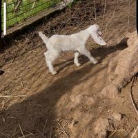 Capra ionica mamma e figlia
