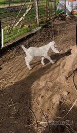 Capra ionica mamma e figlia