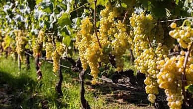 uva bianca da vino/ mosto Etna