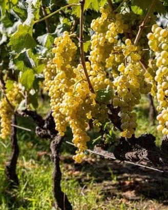 uva bianca da vino/ mosto Etna